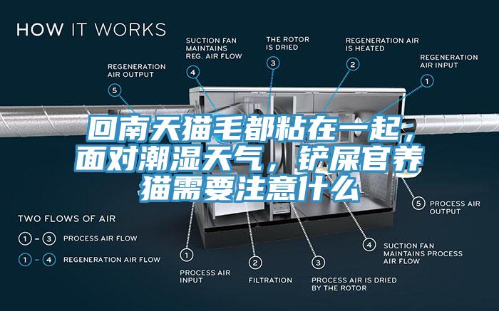 回南天貓毛都粘在一起，面對潮濕天氣，鏟屎官養(yǎng)貓需要注意什么