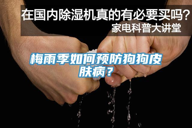 梅雨季如何預(yù)防狗狗皮膚??？