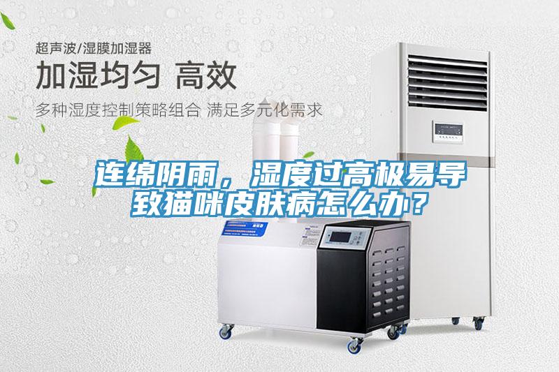 連綿陰雨，濕度過高極易導致貓咪皮膚病怎么辦？