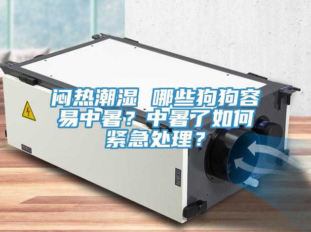 悶熱潮濕 哪些狗狗容易中暑？中暑了如何緊急處理？